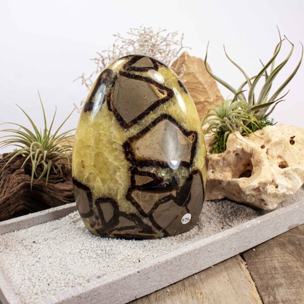 Septarie Single Freeform 119 mm - Nr. 592