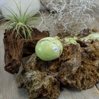 Pistazien Opal Single 38 mm - Nr. 452