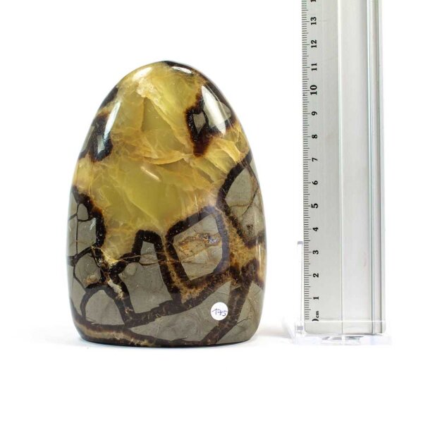 Septarie Single Freeform 121 mm - Nr. 175