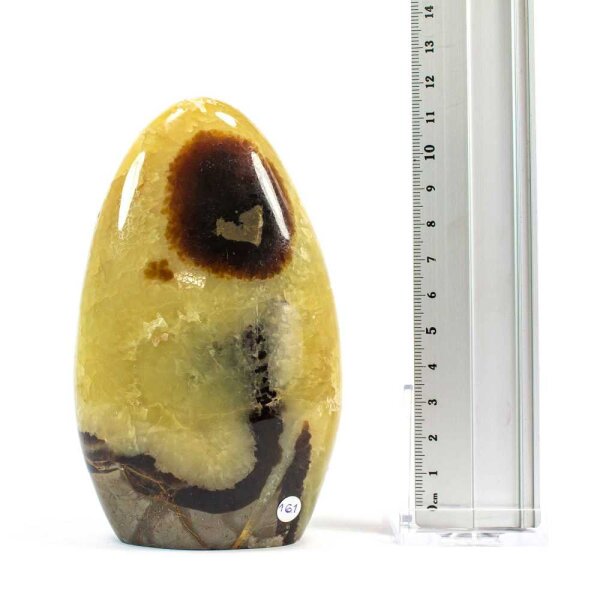 Septarie Single Freeform 125 mm - Nr. 161